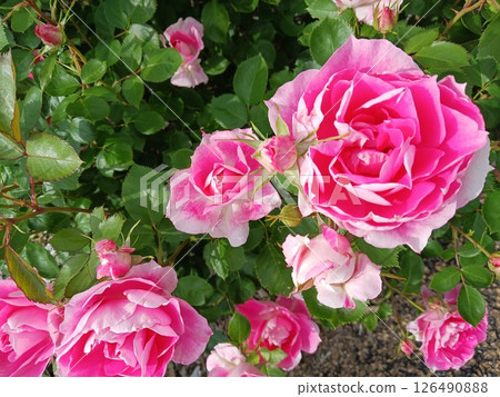 Spring garden with beautiful pink and white roses Spring garden with beautiful pink and white roses 126490888