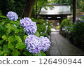 Hydrangea Temple in the Rain (Myorakuji Temple, Kawasaki) 126490944