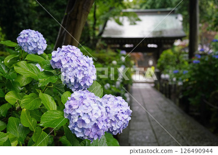 雨中的紫陽花寺(川崎妙樂寺) 雨中的紫陽花寺(川崎妙樂寺) 126490944