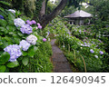 Hydrangea Temple in the Rain (Myorakuji Temple, Kawasaki) 126490945