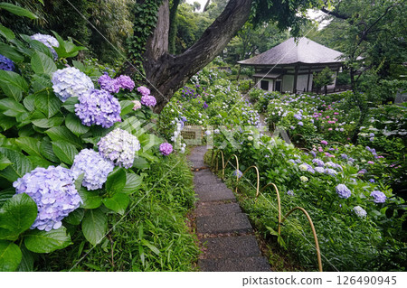 Hydrangea Temple in the Rain (Myorakuji Temple, Kawasaki) Hydrangea Temple in the Rain (Myorakuji Temple, Kawasaki) 126490945