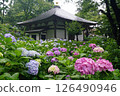 Hydrangea Temple in the Rain (Myorakuji Temple, Kawasaki) 126490946