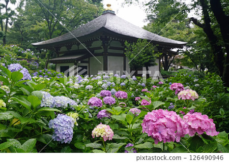 Hydrangea Temple in the Rain (Myorakuji Temple, Kawasaki) Hydrangea Temple in the Rain (Myorakuji Temple, Kawasaki) 126490946