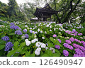 Hydrangea Temple in the Rain (Myorakuji Temple, Kawasaki) 126490947