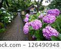Hydrangea Temple in the Rain (Myorakuji Temple, Kawasaki) 126490948