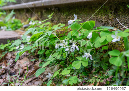 Flowers, Clover, Ground: Closeup of White Flowers Growing near a Stone Wall 126490967