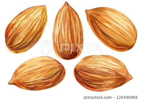 Watercolor Almond Illustration. Set Natural Organic Nut. Drawing Texture Sketch Healthy Snack Food Design Gourmet  126490968