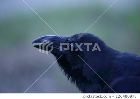 Crow's profile 126490975