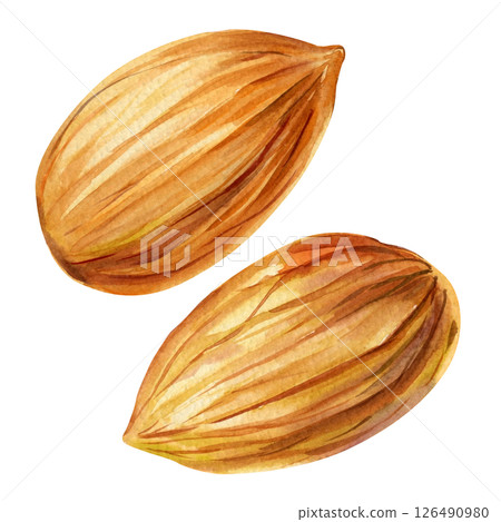 Watercolor Almond Illustration Two Nuts Brown Organic Natural Sketch Texture Healthy Snack Food Vegan Decor handmade Watercolor Almond Illustration Two Nuts Brown Organic Natural Sketch Texture Healthy Snack Food Vegan Decor handmade 126490980