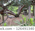 Pine trees and lanterns at Hama-rikyu Gardens 126491340