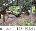 Pine trees and lanterns at Hama-rikyu Gardens 126491341