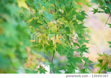 Green maple leaves starting to change color 126491367