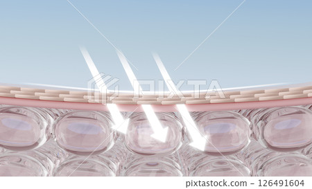 紫外線損傷滲透至皮膚的視覺描述 紫外線損傷滲透至皮膚的視覺描述 126491604