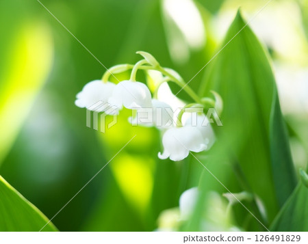 白色的鈴蘭花在燈光下綻放 白色的鈴蘭花在燈光下綻放 126491829