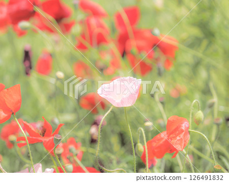 Red Poppy Flower Red Poppy Flower 126491832
