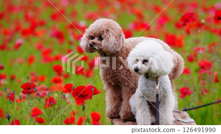 Poppy and the Toy Poodle 126491990