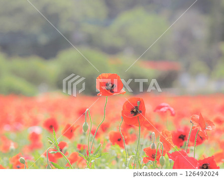 紅罌粟花 126492024