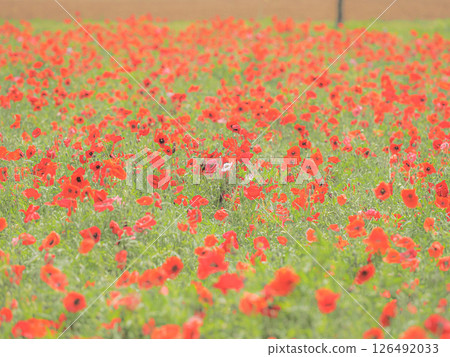 Red Flower Poppy 126492033