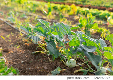 View of farm field planted with kohlrabi (german turnip) View of farm field planted with kohlrabi (german turnip) 126492076