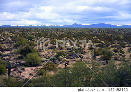 Early Spring Landscape Sonoran Desert Arizona Early Spring Landscape Sonoran Desert Arizona 126492153