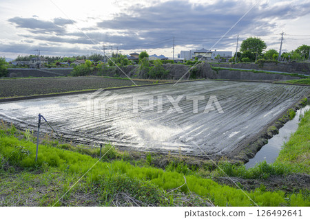 Water-filled rice fields in the countryside Water-filled rice fields in the countryside 126492641