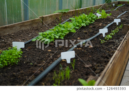 white empty sign next to the seedlings of plants on black soil side view white empty sign next to the seedlings of plants on black soil side view 126493393