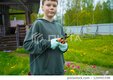 A boy in gloves carefully shapes a lavender shrub with pruning scissors. It's the season for garden pruning tasks. A boy in gloves carefully shapes a lavender shrub with pruning scissors. It's the season for garden pruning tasks. 126493396