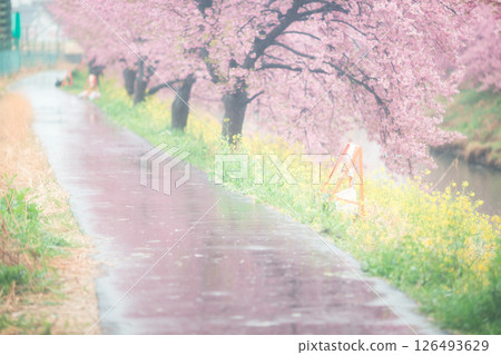 雨路上盛開的櫻花 126493629