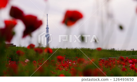 Scenery with poppies and the Skytree 126493650