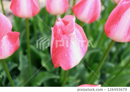 盛開的色彩繽紛的鬱金香 盛開的色彩繽紛的鬱金香 126493679
