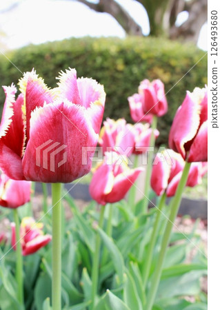 Colorful tulips in bloom Colorful tulips in bloom 126493680