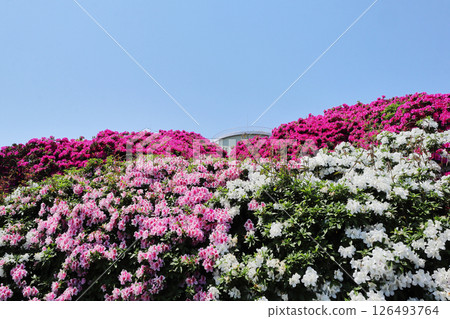 Azaleas along Asakayama Greenway in Osaka 126493764