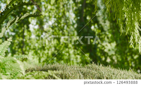 Lush green forest with grass and bright sunlight 126493888