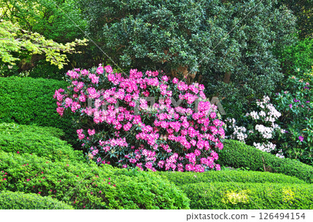 Red rhododendron flowers (Jokenji Temple) (spring, April) 126494154