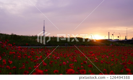 Poppies blooming on the bank and the Skytree 126494388