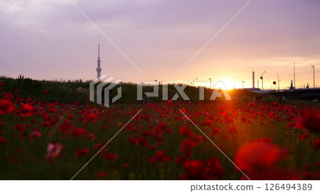 Poppies blooming on the bank and the Skytree Poppies blooming on the bank and the Skytree 126494389
