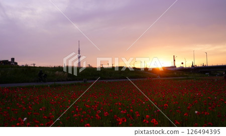 夕陽下的罌粟花田和晴空塔 126494395
