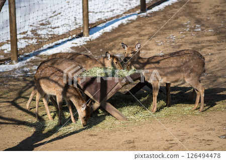 Deer corral enclosure in Seoul Forest park in Seongdong District in Seoul, capital of South Korea Deer corral enclosure in Seoul Forest park in Seongdong District in Seoul, capital of South Korea 126494478
