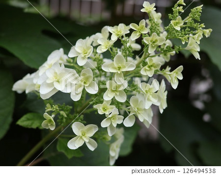 繡球花繡球花 126494538