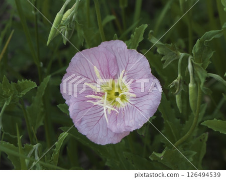 東京都大田區玉川河岸，從正面看蛭木宿的雜草系列 126494539