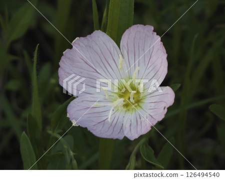 Weed series, close-up of Hiruzakitsukimisou, Tamagawa riverbed, Ota-ku, Tokyo 126494540