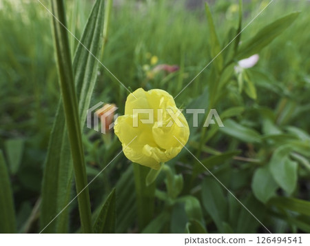 Weed series, Evening primrose buried in weeds, Tama River riverbed, Ota Ward, Tokyo 126494541