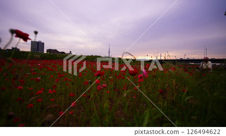 Poppies blooming on the riverbed and the Skytree 126494622