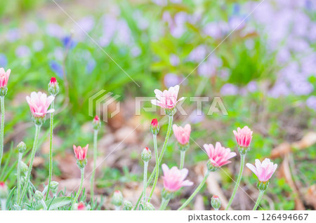 雛菊 126494667