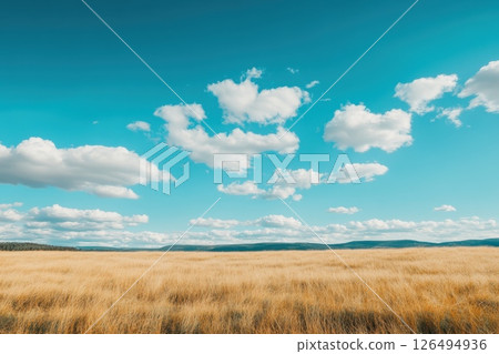 A field of tall grass with a clear blue sky above A field of tall grass with a clear blue sky above 126494936