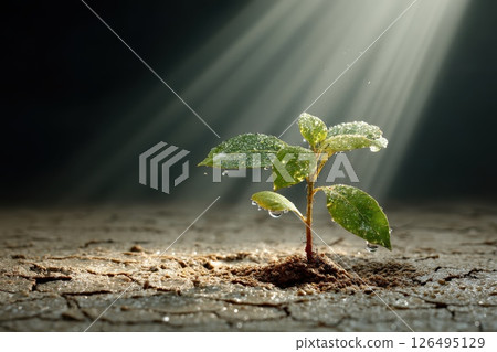 Young Plant Sprouting from Dry Cracked Soil Bathed in Rays of Light for Growth and Renewal Young Plant Sprouting from Dry Cracked Soil Bathed in Rays of Light for Growth and Renewal 126495129