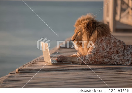 Lion in Tropical Hawaiian Shirt Working on Laptop by the Ocean at Sunset Lion in Tropical Hawaiian Shirt Working on Laptop by the Ocean at Sunset 126495796