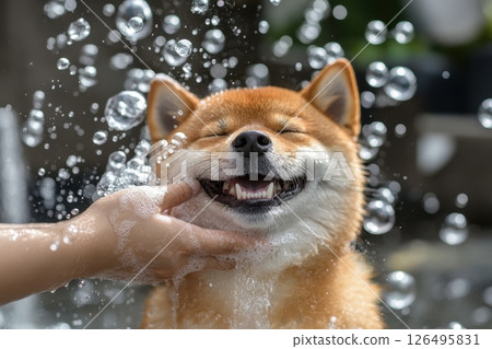 Happy Shiba Inu Dog Enjoying a Soapy Bubble Bath with Grin 126495831