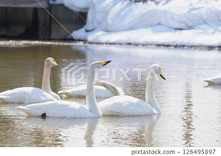 一群天鵝在北海道的春天造訪 126495897