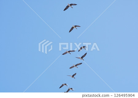 A flock of geese visiting Hokkaido in the spring heading north A flock of geese visiting Hokkaido in the spring heading north 126495904